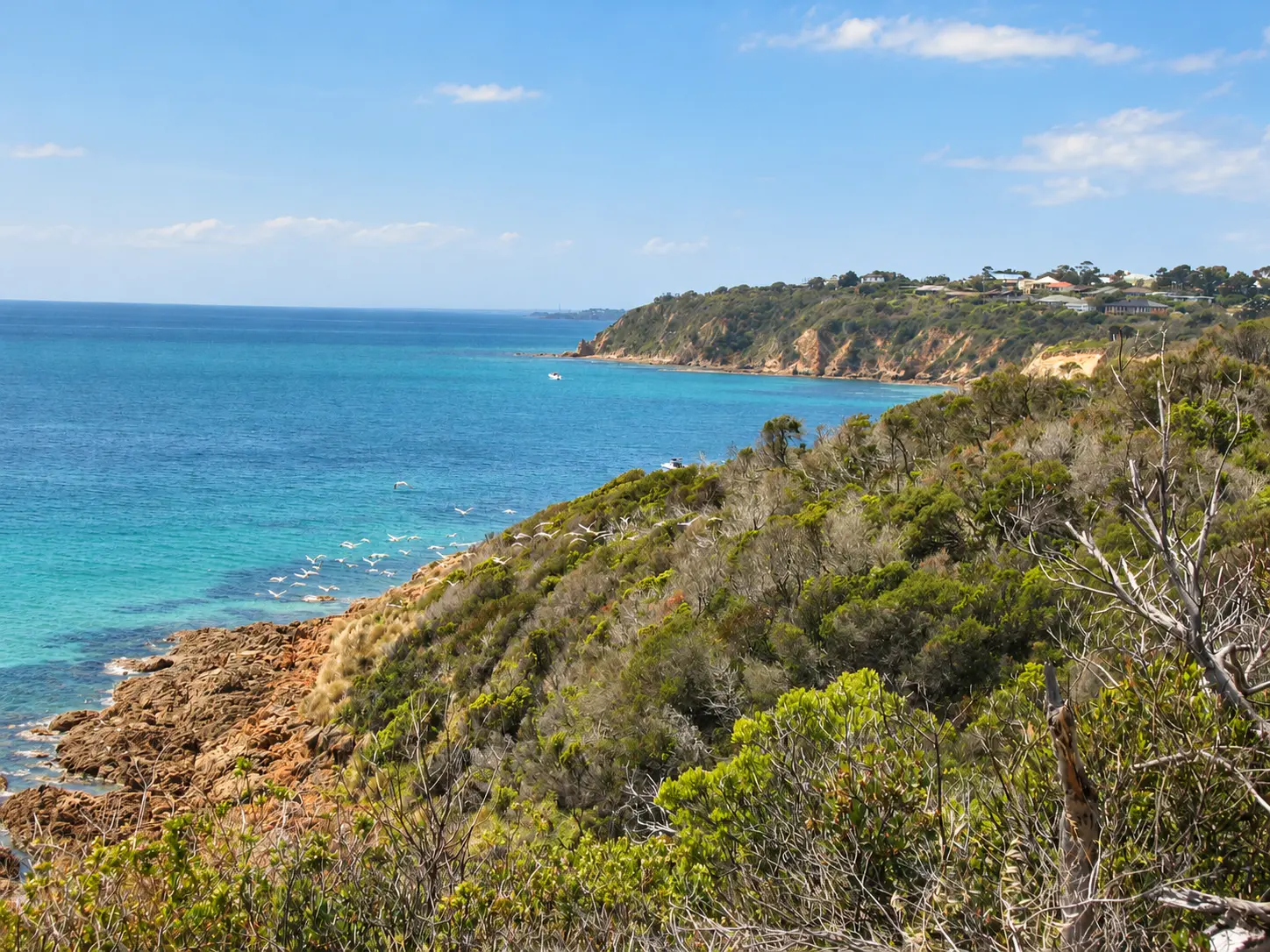 Mornington Peninsula coastline in soft coastal light, coastal scrub hills meeting a turquoise bay